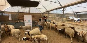رغم الحرب والحصار .. الحملة الأردنية و"الهيئة الخيرية" تستعدان لموسم الأضاحي بغزة
