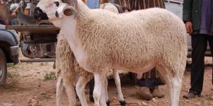 الخروف البرقي وصل.. سعره اليوم 4/6/2025 في السوق وأهم النصايح قبل الشراء