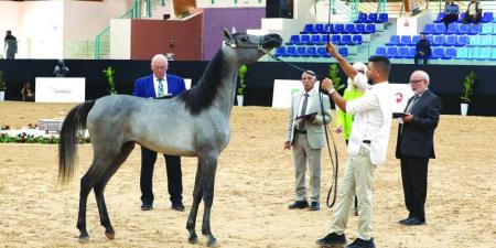 من المغرب.. جمال الخيول العربية يخطف الأنظار في كأس الإمارات