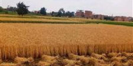 الزراعة تعلن الانتهاء من حصاد 2.4 مليون فدان منزرعة بالقمح حتى الآن