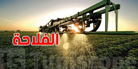 140 دينار للقنطار: أسعار جديدة تدعم الفلاح
