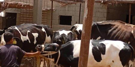 «بحوث الصحراء» يطلق قافلة بيطرية لتحسين صحة الثروة الحيوانية