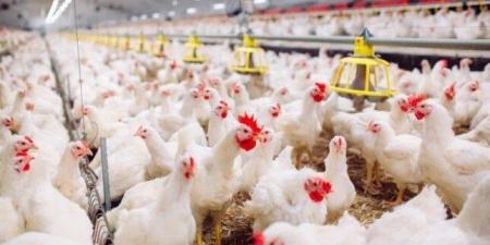 طلب إحاطة للحكومة بشأن حقيقة نفوق 30% من الثروة الداجنة