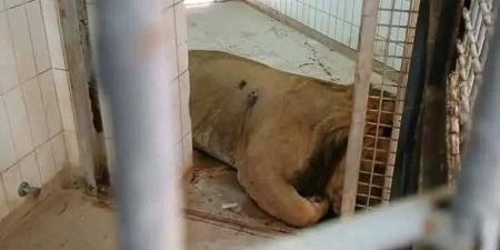 بالصور | حين ماتت الرحمة: دبّ يحتضر وأسود مقتولة.. مجزرة داخل حديقة طرابلس