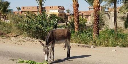 لحوم الحميرخطر يهدّد الجزائريين في رمضان