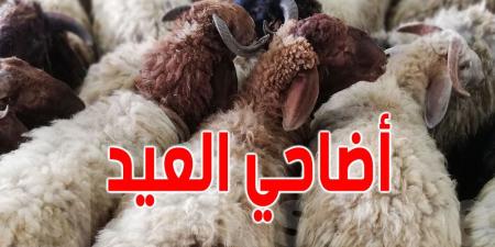 للتمتّع بأسعار معقولة في شراء أضحية العيد: توجّهوا إلى نقاط البيع المنظمة