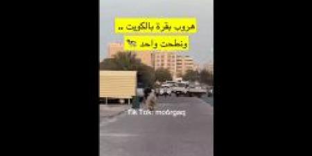 بالفيديو.. شاهد في الكويت أحد المارة يقع ضحية بقرة هاربة "ما القصة"