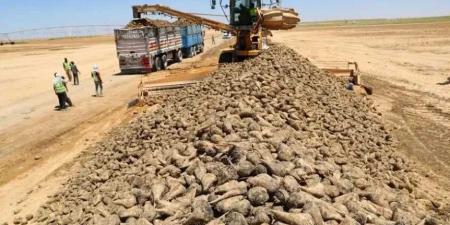 مصر تودع الاستيراد .. الصين تحول الصحراء إلى واحة عملاقة