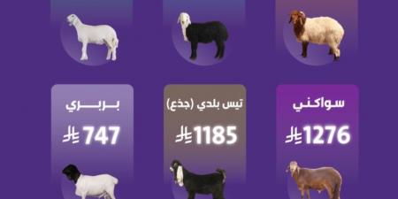 «النعيمي الأغلى والبربري الأرخص».. شاهد: قائمة بأسعار الأغنام والماعز في السعودية قبل عيد الأضحى