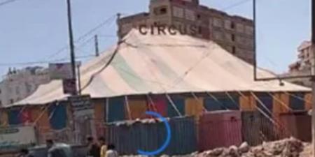 غدا.. أولى جلسات محاكمة مدربة أسود سيرك طنطا فى واقعة النمر