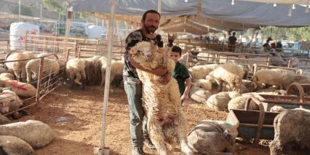 جمعية مربي المواشي تتوقع انخفاضا على أسعار الأضاحي لوفرة المخزون المستورد