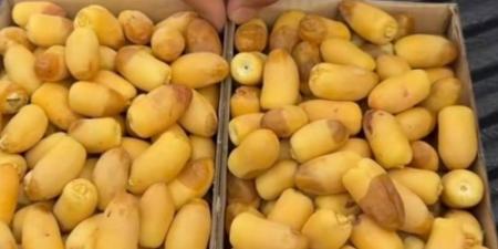 ظهور تباشير الرطب الأولى في الأحساء