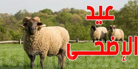 عيد الأضحى يقترب... ستة أيام فقط تفصلنا عن فرحة عظيمة!
