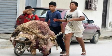 جمعية تونس نظيفة: حملة تجميع جلود الاضاحي لم تتمكن من جمع سوى 20 بالمائة من الجلود