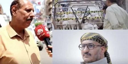 طارق صالح يستجيب لهزار مواطن تعزي ويُقدّم أضحية عيد في خطوة إنسانية أو محاولة لامتصاص الغضب؟