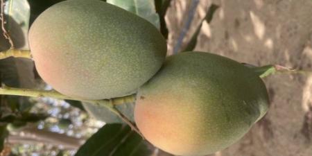 مزارع القنفذة تنتج 52 ألف طن سنويًا من المانجو