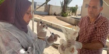 حملات بيطرية على مزارع الدواجن في الإسماعيلية