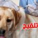 المرسى: حملة مجانية لتلقيح القطط والكلاب بهذا الموعد