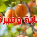 القيروان: ارتفاع صابة المشمش إلى 18.2 ألف طن ...وحركية اقتصادية كبيرة