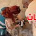تحذير من وزارة الفلاحة: حرارة الصيف تهدد أضاحي العيد وهذه هي الحلول