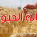صابة الحبوب في تونس: تجميع2.186 مليون قنطار إلى غاية11 جوان