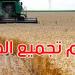 موسم الحبوب: تجميع4.572 مليون قنطار إلى غاية 18 جوان 2025
