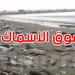 ما هي أسباب نفوق الأسماك بخليج المنستير؟