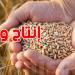 صابة الحبوب 2025: تونس تتجاوز 5.7 مليون قنطار وباجة في الطليعة!
