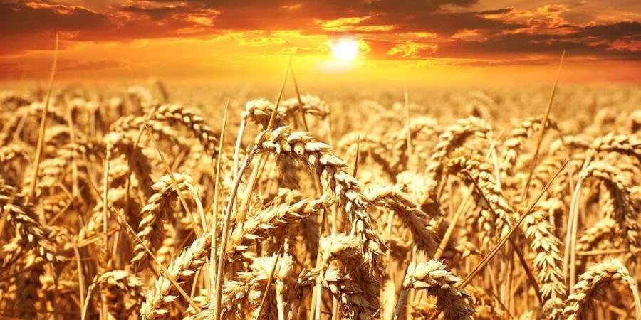 اتخاذ كافة الإجراءات والتدابير لتأمين صابة الحبوب لهذا الموسم - الرئيسة المديرة العامة لديوان الحبوب