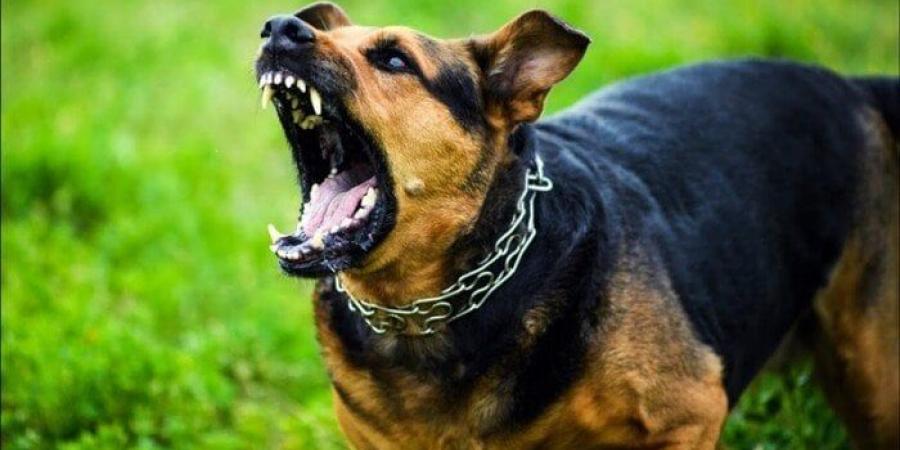 هل الملائكة لا تدخل منزل فيه كلب؟.. أمين الفتوى يحسم الجدل