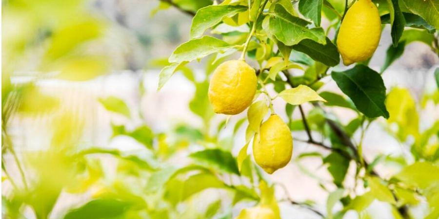 الزراعة تكشف عبر "سرايا" أسباب ارتفاع أسعار الليمون محليًا وتعلن: فتح باب الاستيراد