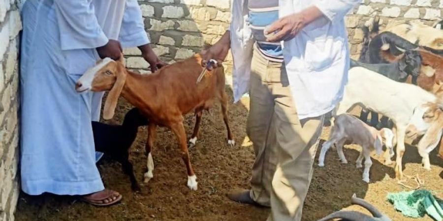 الطب البيطرى بأسوان تنجح فى تحصين 40 ألف رأس من الثروة الحيوانية