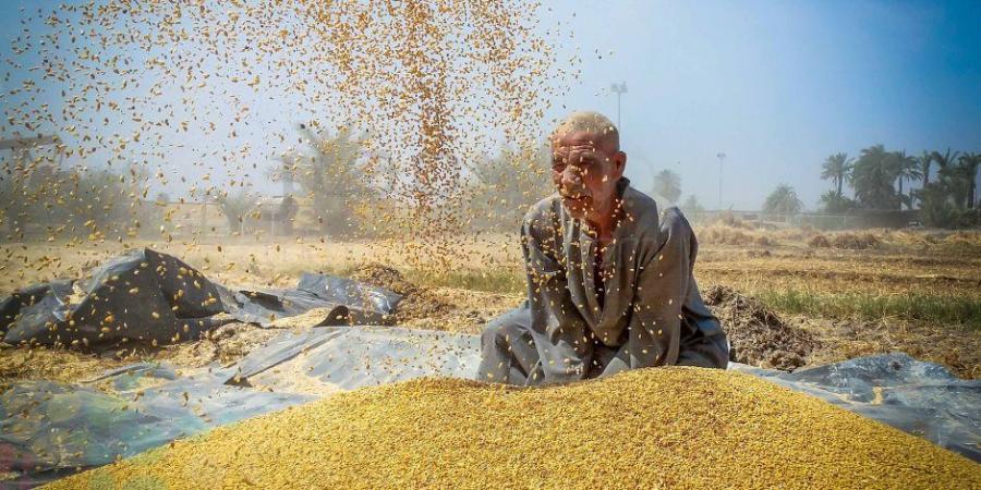 خيرك يا بلدنا.. توافد سيارات توريد القمح المحلي على صوامع الغلال بالإسكندرية