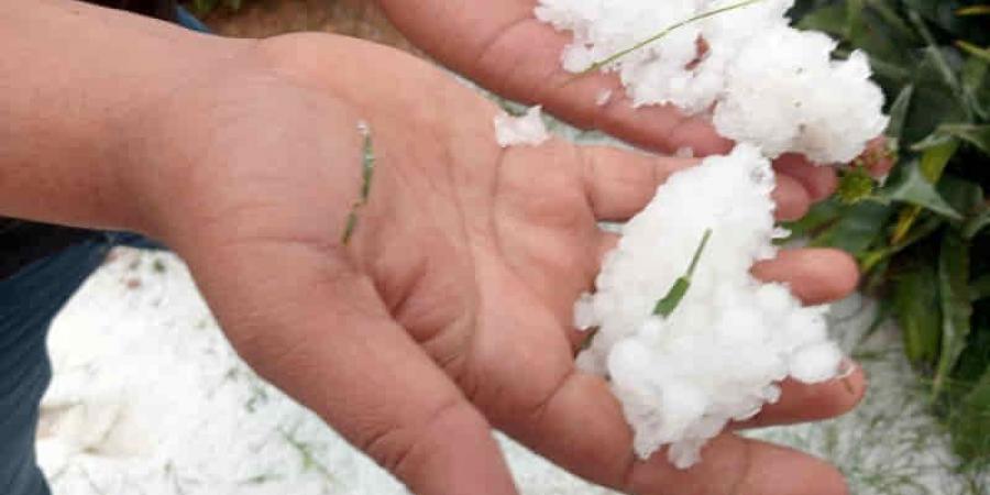 القصرين: حجر البرد يلحق أضرار متفاوتة بالزراعات الكبرى والزياتين والأشجار المثمرة في عدد من مناطق الجهة (اتحاد الفلاحين)