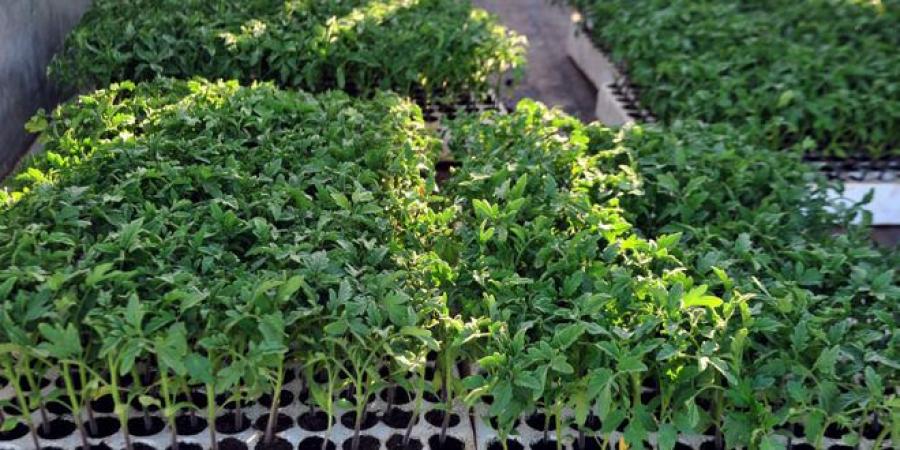 زراعة السويداء: خطة لزراعة نحو 11310 دونمات بالمحاصيل والخضار الصيفية
