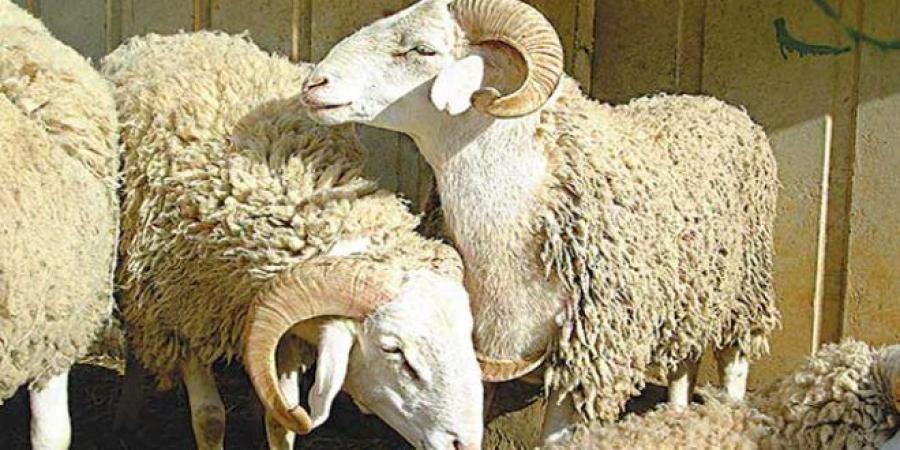 عاجل/ هذا سعر الكلغ الحي لعلوش العيد في الأسواق..