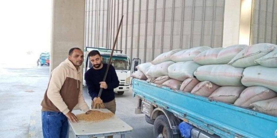 صوامع المنيا تستقبل الخير: تجاوز 330 ألف طن من القمح المحلي في موسم 2025