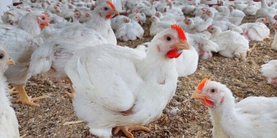 كشف حقيقة نفوق 30% من إنتاج الدواجن في مصر