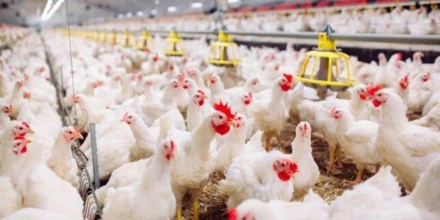 طلب إحاطة للحكومة بشأن حقيقة نفوق 30% من الثروة الداجنة