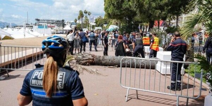شجرة نخيل تهوي على ضيف بمهرجان كان السينمائي نقل إثرها إلى المستشفى (صور)