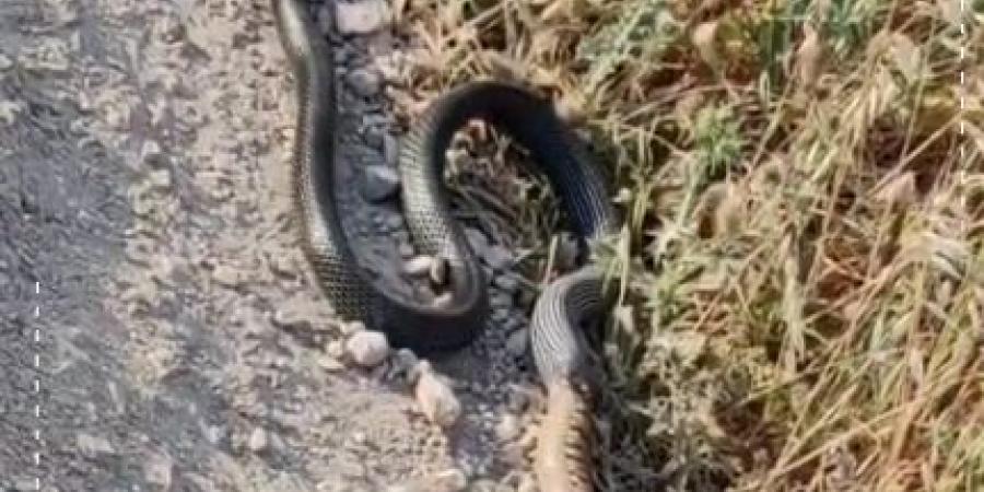 بالفيديو .. "حنيش" يبتلع أفعى فلسطين السامة .. و خبير أفاعي: لا تقتلوه .. إنه حارسكم الخفي!