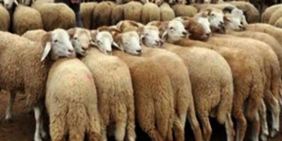 توزر: وفرة في عرض الأضاحي بالتوازي مع انخفاض أسعارها بين 100 و200 دينار مقارنة بالموسم المنقضي