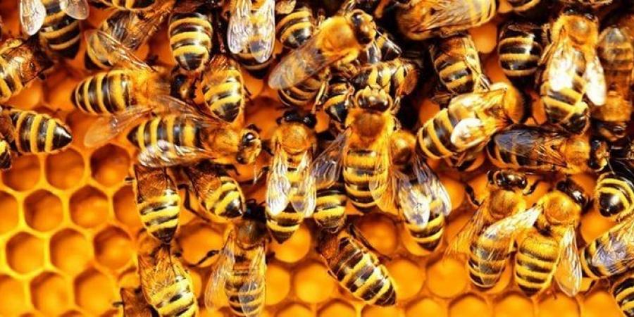 في يومه العالمي.. تعرف على أسباب انخفاض أعداد النحل خلال السنوات الماضية
