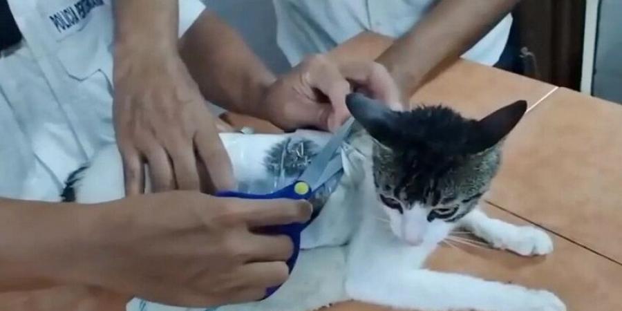 "اعتقال" قطة "بتهمة" تهريب مخدرات إلى سجن في كوستاريكا