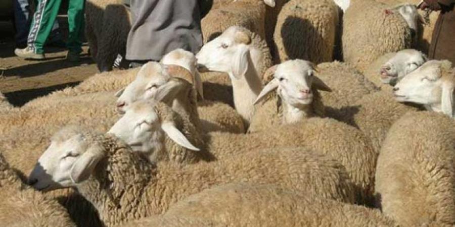 عاجل/ وزارة التجارة توجه نداء هام للتونسيين بخصوص شراء أضاحي العيد..