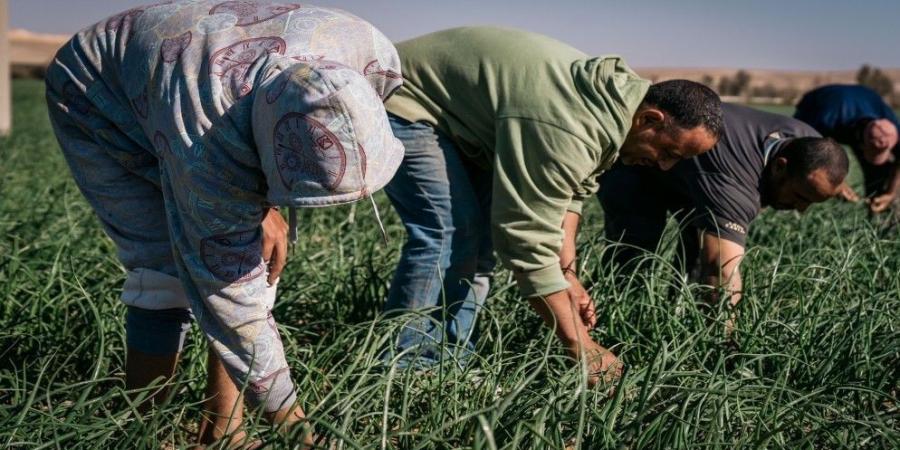 الزراعة منذ الاستقلال: 91% زيادة في إنتاج الخضراوات و1.5 مليار دينار صادرات