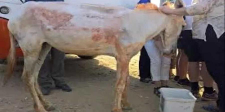 ركلة حمار تنهي حياة شاب عشريني في قرية بمحافظة ريمة