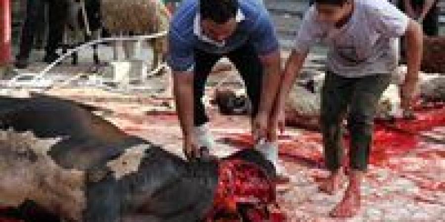 5 سنوات سجن و5 ألف جنيه غرامة.. تعرف على عقوبة ذبح الأضحية في الشارع