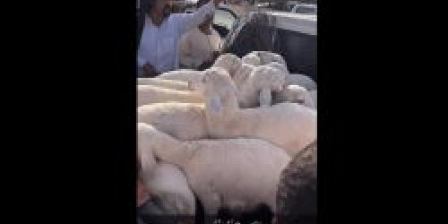 بالفيديو.. شاهد إنخفاض كبير جديد في أسعار الأضاحي الطليان الحريات بـ أسواق الأغنام "تعرف علي الأسباب"