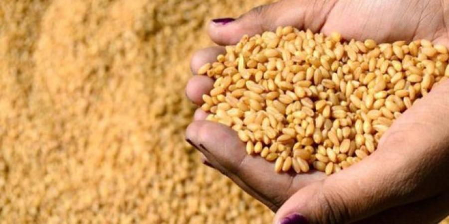 عاجل/ توقعات صابة الحبوب لهذا العام